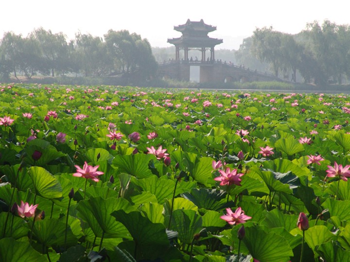 dd1464a806a54180ae44222a4e8daf29.jpg Kunming Lake Area West Causeway(Xidi)(图5)